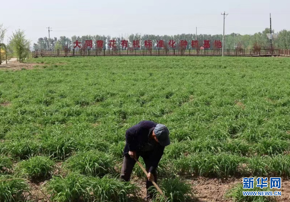 云南农业种植大户补贴政策_种植大户带动农民致富_大云种植助力农民增收致富