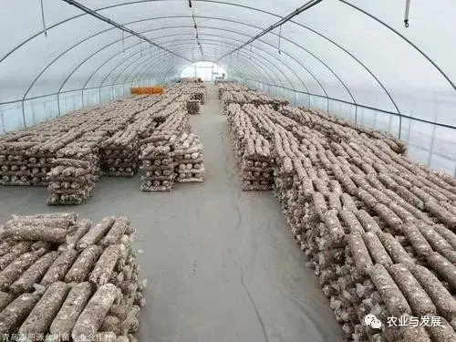 家庭平菇种植技术_家庭平菇的种植方法视频_种植家庭技术平菇视频