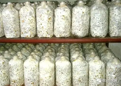 家庭平菇的种植方法视频_种植家庭技术平菇视频_家庭平菇种植技术