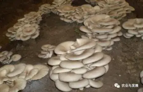 种植家庭技术平菇视频_家庭平菇的种植方法视频_家庭平菇种植技术