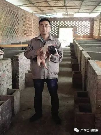 一只巴马香猪卖到2万元，小编打算回乡下养猪了……