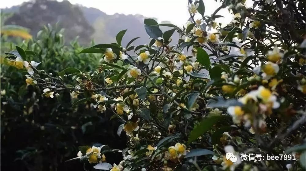 蜜蜂养殖技术全集_蜜蜂致富养殖技术有哪些_致富经蜜蜂养殖技术