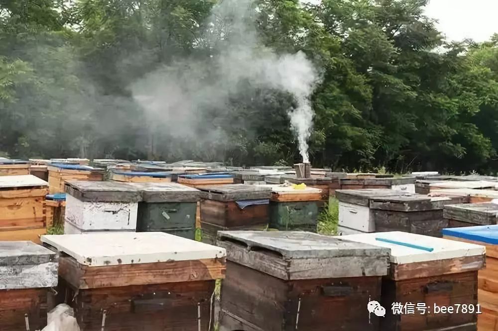 蜜蜂致富养殖技术有哪些_蜜蜂养殖技术全集_致富经蜜蜂养殖技术
