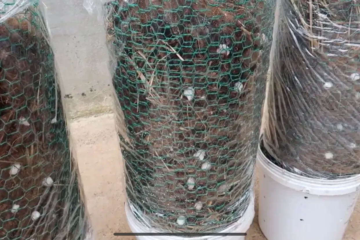 种植家庭技术平菇视频_家庭平菇的种植方法视频_家庭平菇种植技术
