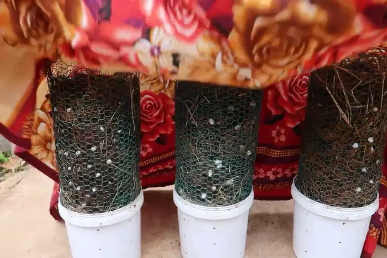 家庭平菇种植技术_种植家庭技术平菇视频_家庭平菇的种植方法视频