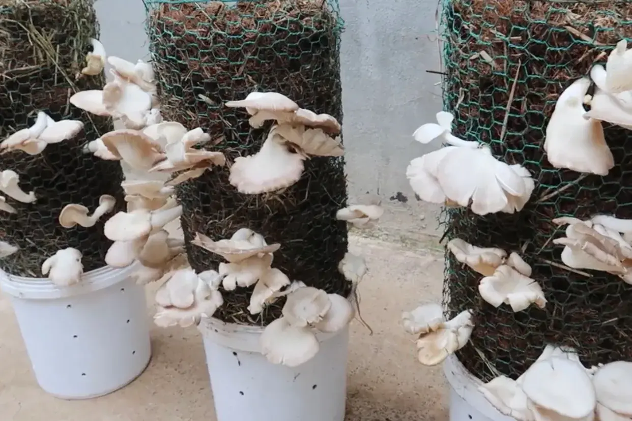 种植家庭技术平菇视频_家庭平菇的种植方法视频_家庭平菇种植技术