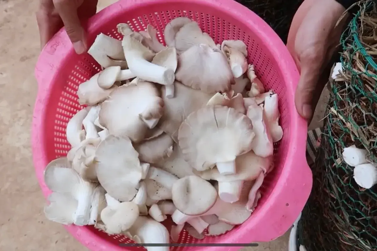 家庭平菇种植技术_家庭平菇的种植方法视频_种植家庭技术平菇视频