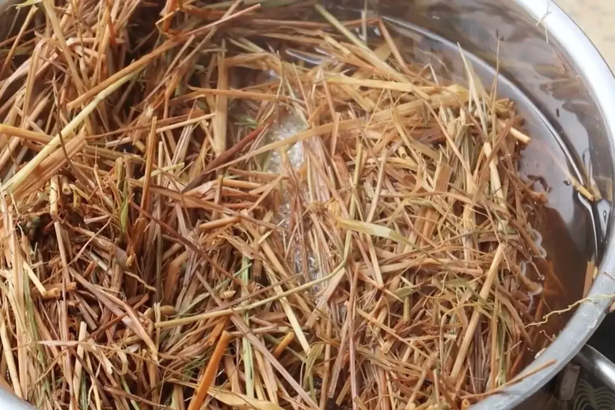 家庭平菇种植技术_种植家庭技术平菇视频_家庭平菇的种植方法视频