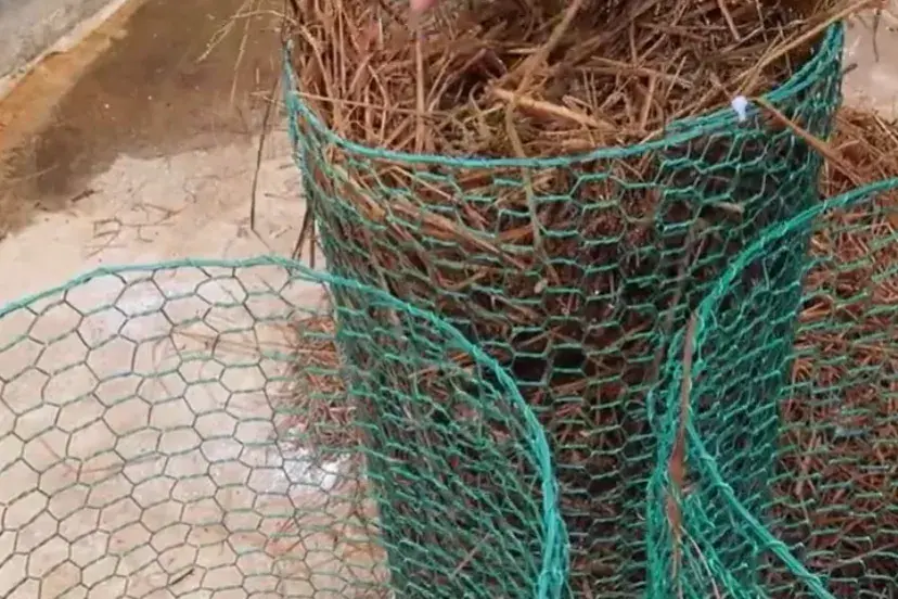 家庭平菇的种植方法视频_家庭平菇种植技术_种植家庭技术平菇视频