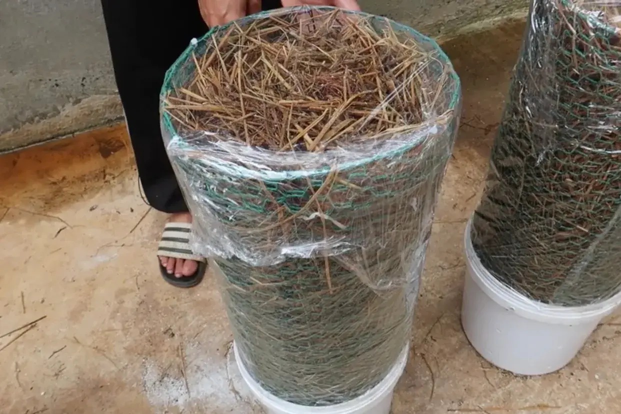 种植家庭技术平菇视频_家庭平菇种植技术_家庭平菇的种植方法视频