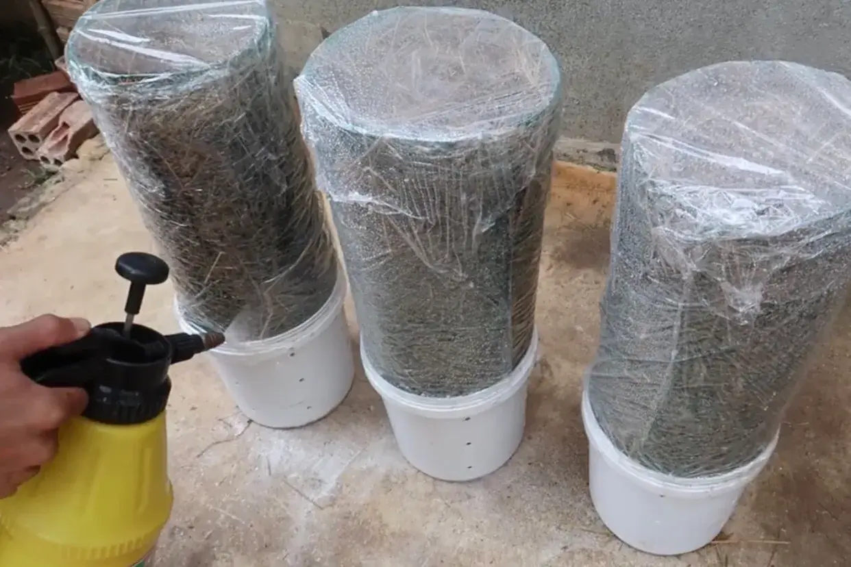 种植家庭技术平菇视频_家庭平菇的种植方法视频_家庭平菇种植技术