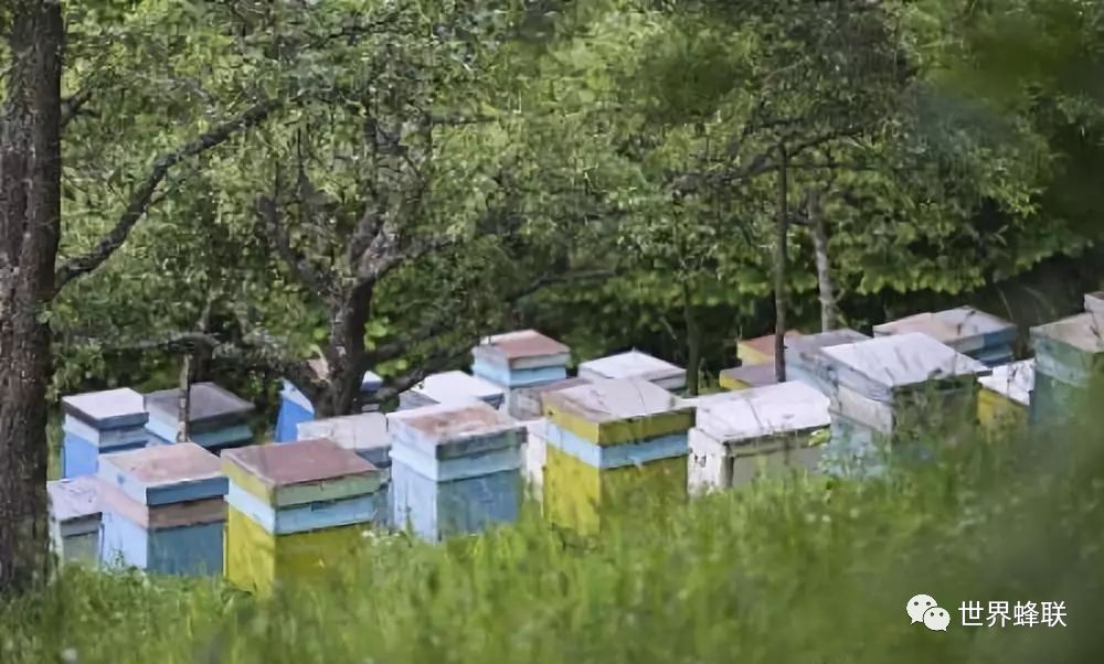 致富经蜜蜂养殖技术_蜜蜂致富养殖技术有哪些_蜜蜂养殖视频致富经