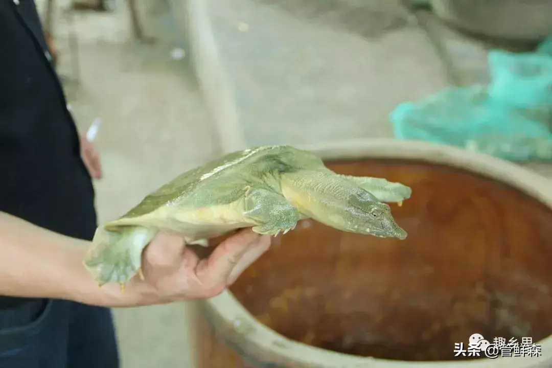 湖南养殖黄鳝大户_常德黄鳝养殖_致富经岳阳黄鳝养殖