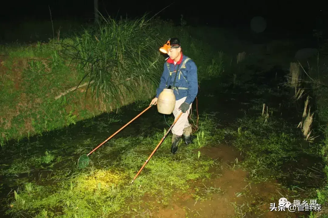 致富经岳阳黄鳝养殖_常德黄鳝养殖_湖南养殖黄鳝大户