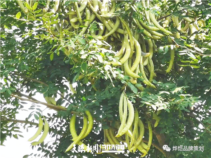 皂荚育苗技术_致富种植皂荚视频_皂荚种植致富