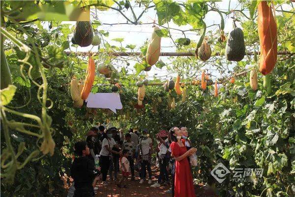云南农业种植大户补贴政策_大云种植助力农民增收致富_种植大户带动农民致富