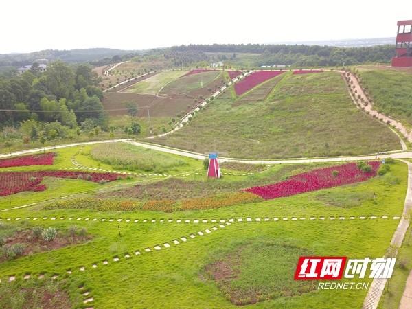 湖南养黄鳝的基地在哪里_岳阳黄鳝养殖基地_致富经岳阳黄鳝养殖