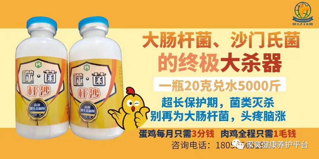 药用鸡养殖技术_养殖药用鸡技术规范_药材鸡养殖