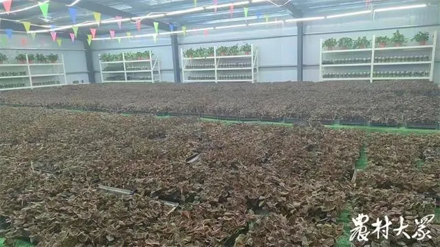 金线莲种植视频直播_金线莲种植技术视频_种植金线莲功效与作用