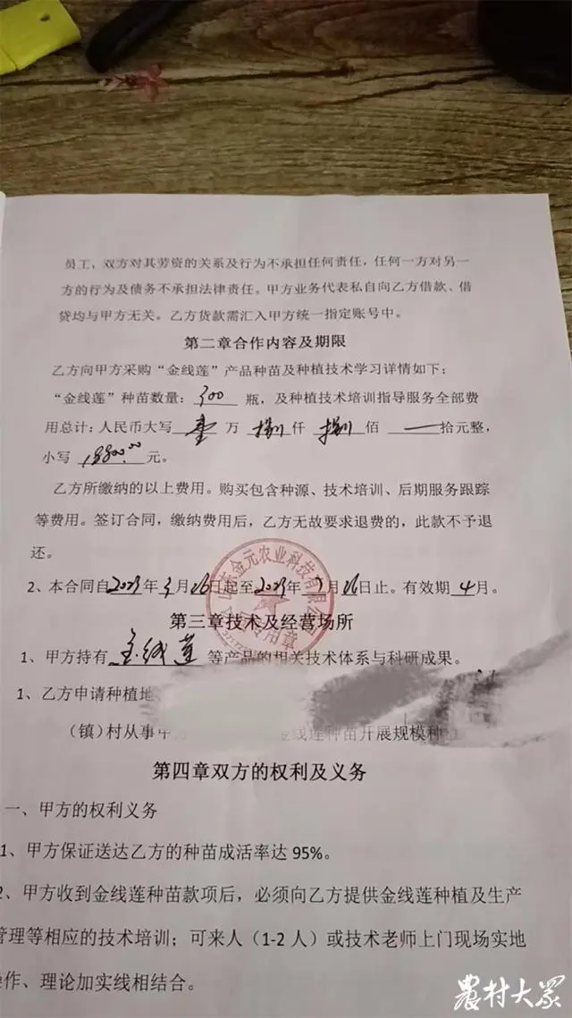 金线莲种植视频直播_种植金线莲功效与作用_金线莲种植技术视频
