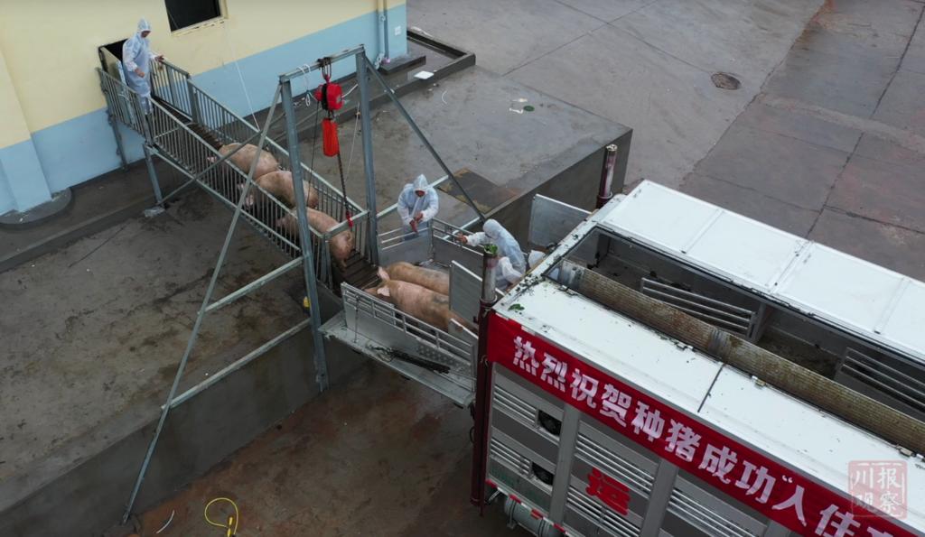 致富立体养猪场视频_致富经立体养猪场_立体化养猪场视频