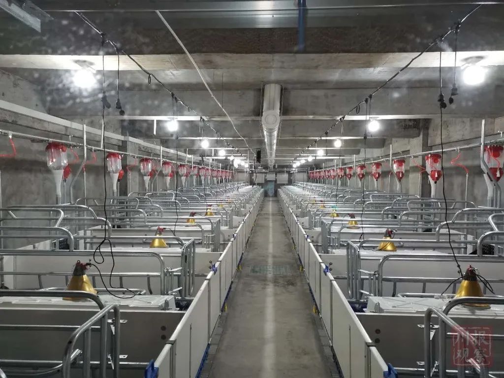 致富经立体养猪场_致富立体养猪场视频_立体化养猪场视频