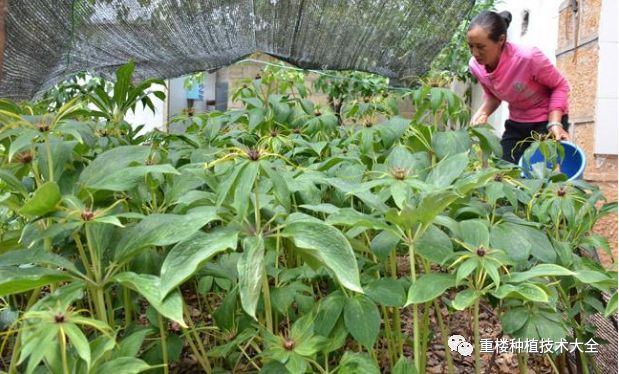 种植重楼赚钱吗_种植重楼效益_致富经重楼种植技术
