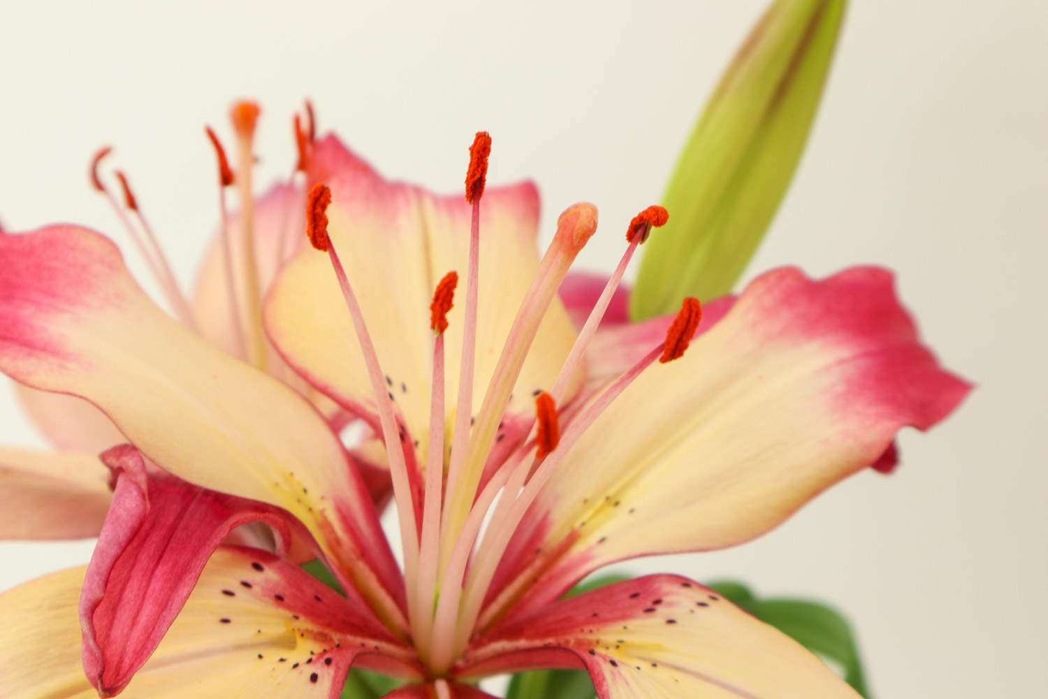 百合种植花技术与管理_百合花种植教程_百合花种植技术