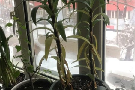 百合花种植技术_百合花种植教程_百合种植花技术与管理