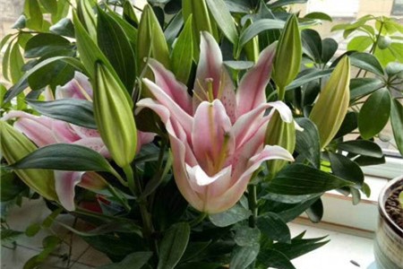 百合花种植技术_百合花种植教程_百合种植花技术与管理