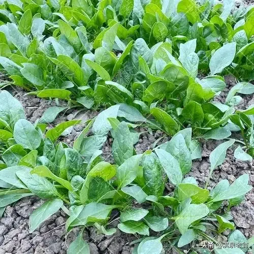 冬季室内香菜种植技术_香菜冬季室内种植技术与管理_香菜冬季种植技术视频