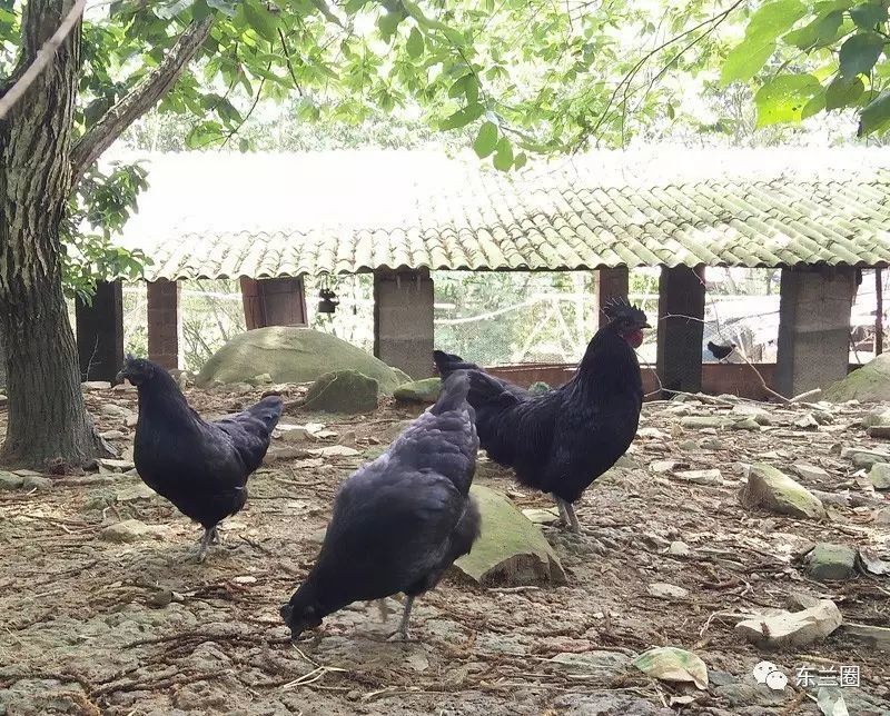 药材养鸡_药材鸡养殖_药用鸡养殖技术