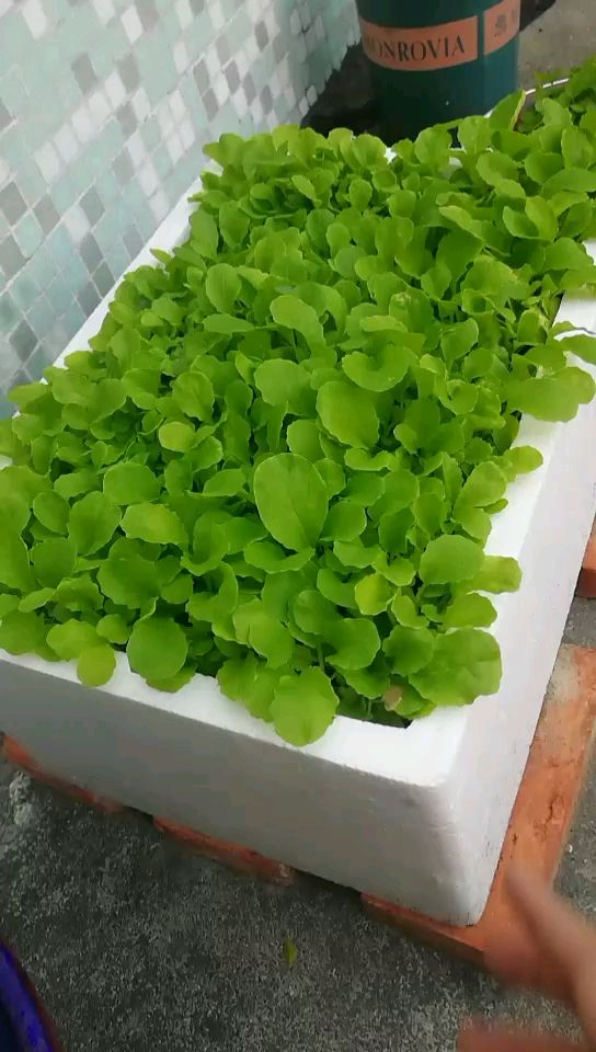 4种“大叶菜”，下雪天也冻不死，寒冬腊月照样有菜吃
