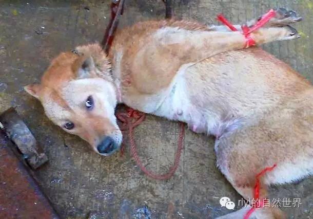 狗肉养殖_狗肉养殖技术_养殖狗肉技术要求