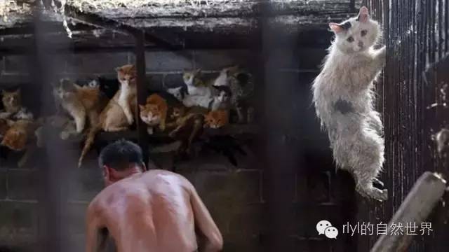 养殖狗肉技术要求_狗肉养殖_狗肉养殖技术