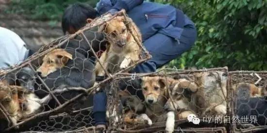 狗肉养殖_养殖狗肉技术要求_狗肉养殖技术