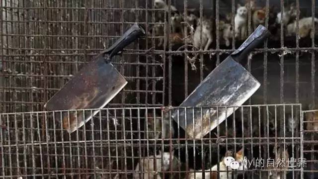 养殖狗肉技术要求_狗肉养殖技术_狗肉养殖