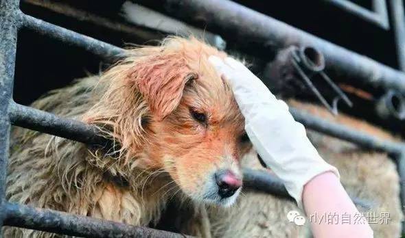 狗肉养殖_养殖狗肉技术要求_狗肉养殖技术