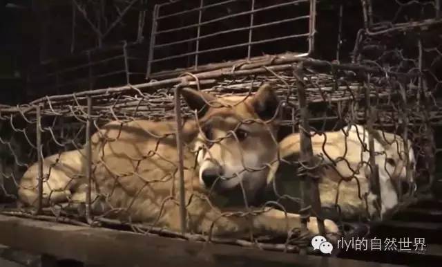 狗肉养殖技术_狗肉养殖_养殖狗肉技术要求