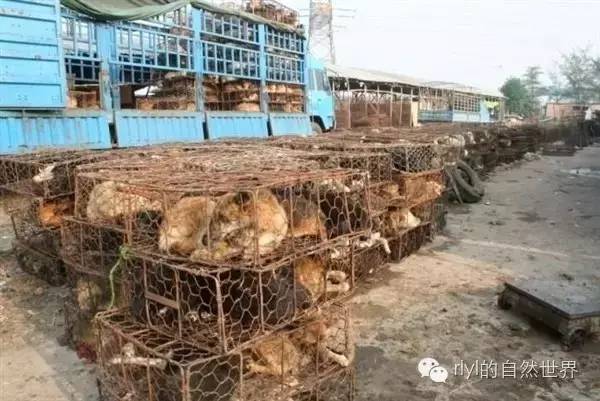 养殖狗肉技术要求_狗肉养殖_狗肉养殖技术