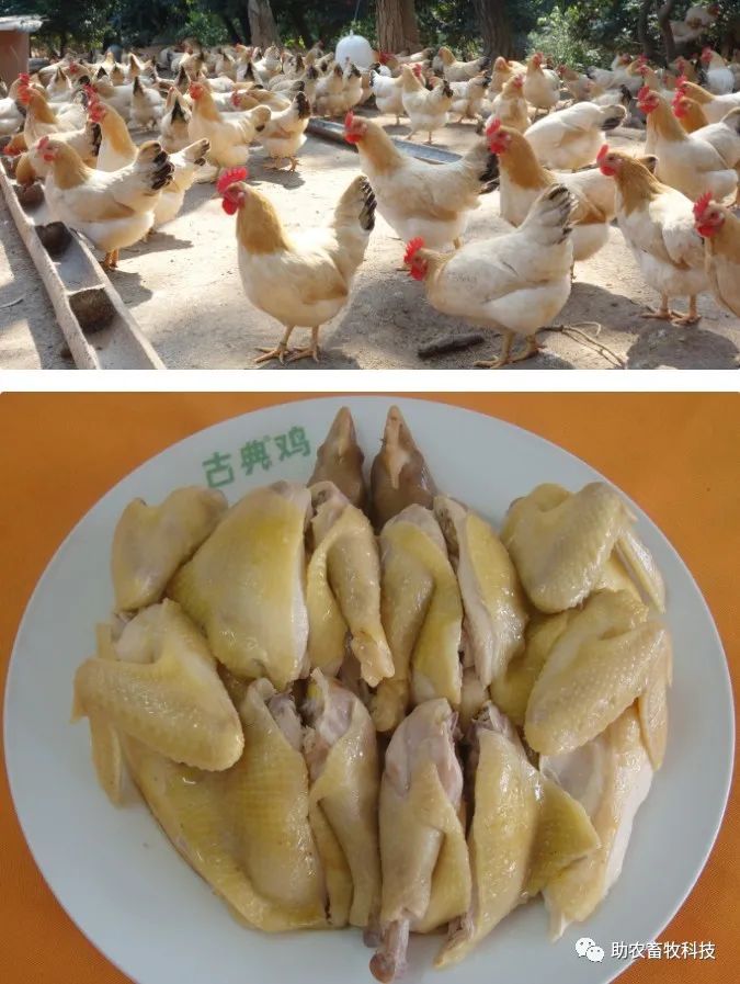养殖药用鸡技术规范_药用鸡养殖技术_药材养鸡