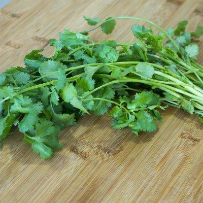 香菜冬季室内种植技术要点_冬季室内香菜种植技术_香菜冬季种植方法