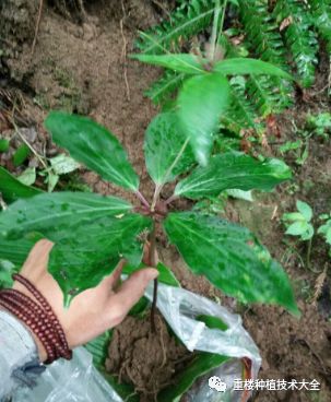 种植重楼的前景如何_致富经重楼种植技术_种植重楼种植重楼
