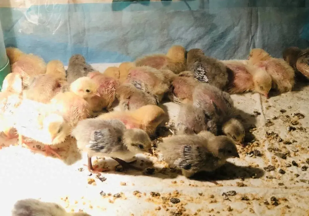散养的鸡仔总是神秘消失！这可把嫂子愁坏了！