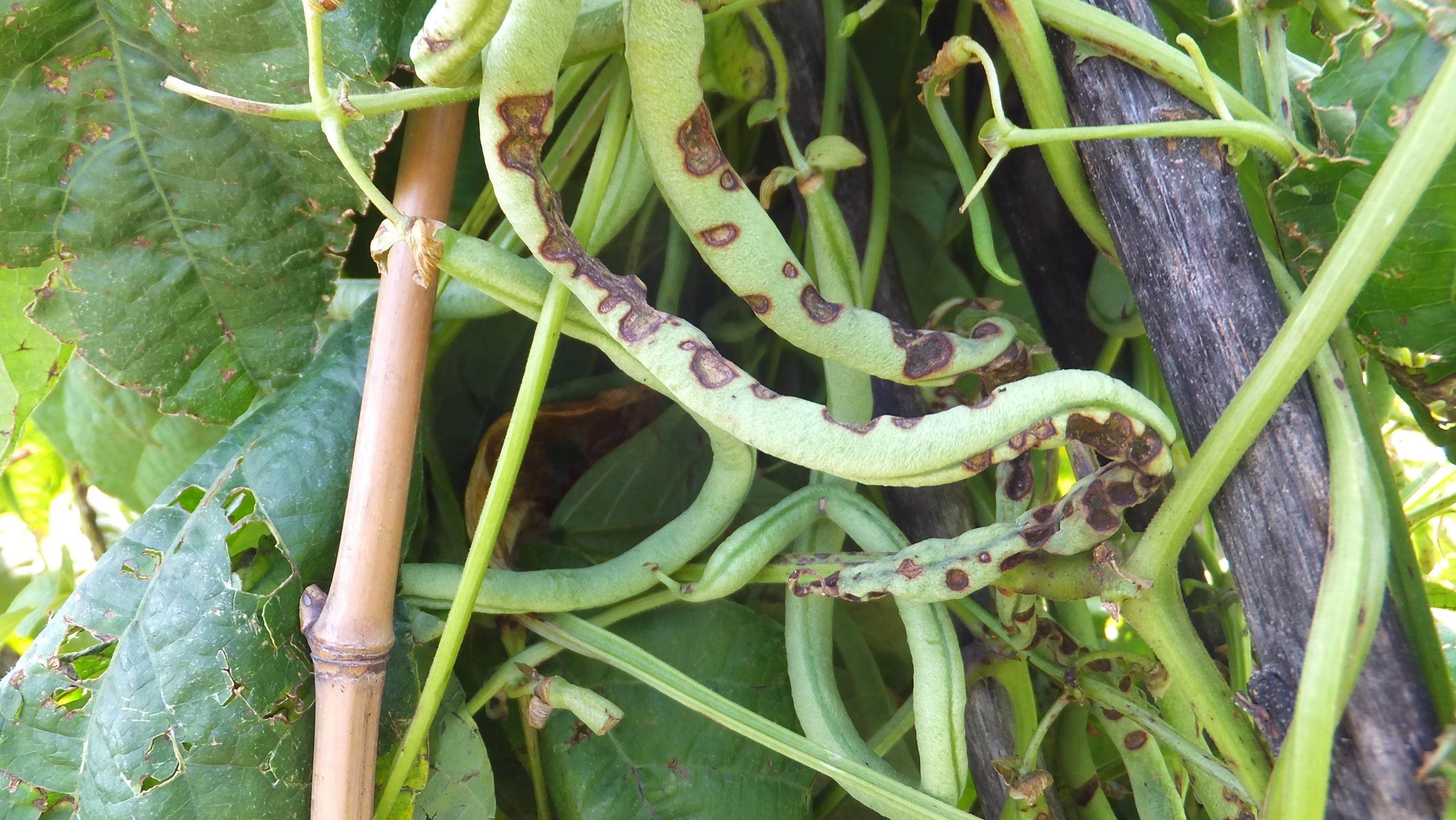 种植黄瓜技术视频_种黄瓜视频种植技术_视频黄瓜种植技术大全