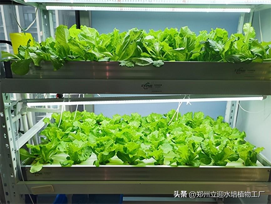冬季室内香菜种植技术_香菜冬季室内种植技术视频_香菜冬季室内种植技术要点