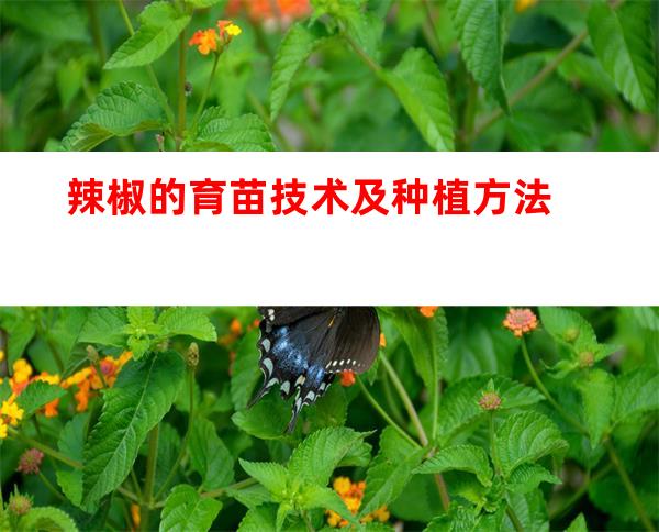辣椒的育苗技术及种植方法