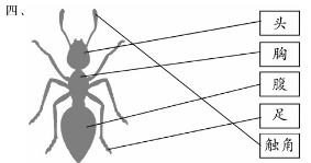 蟾蜍养殖技术资料_蟾蜍养殖技术资料_蟾蜍养殖技术资料