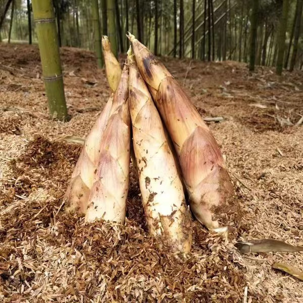 鲈鱼一年四季能钓吗_乡村季风养殖鲈鱼致富吗_鲈鱼养殖技术视频致富经