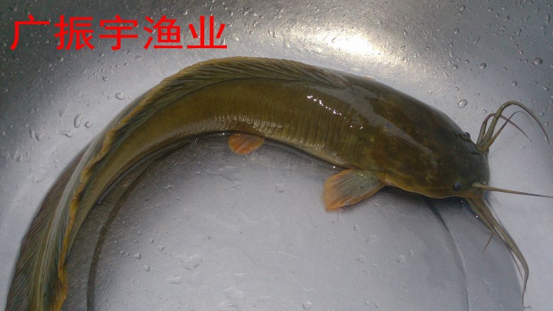 啊5
